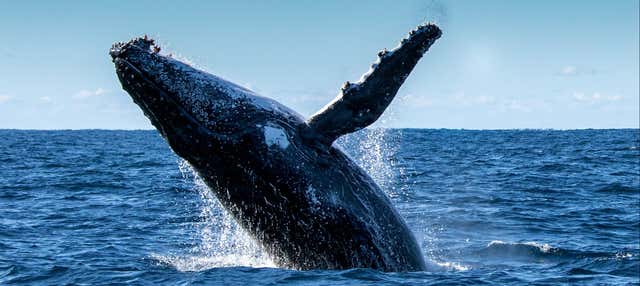 Avvistamento di balene a Phillip Island