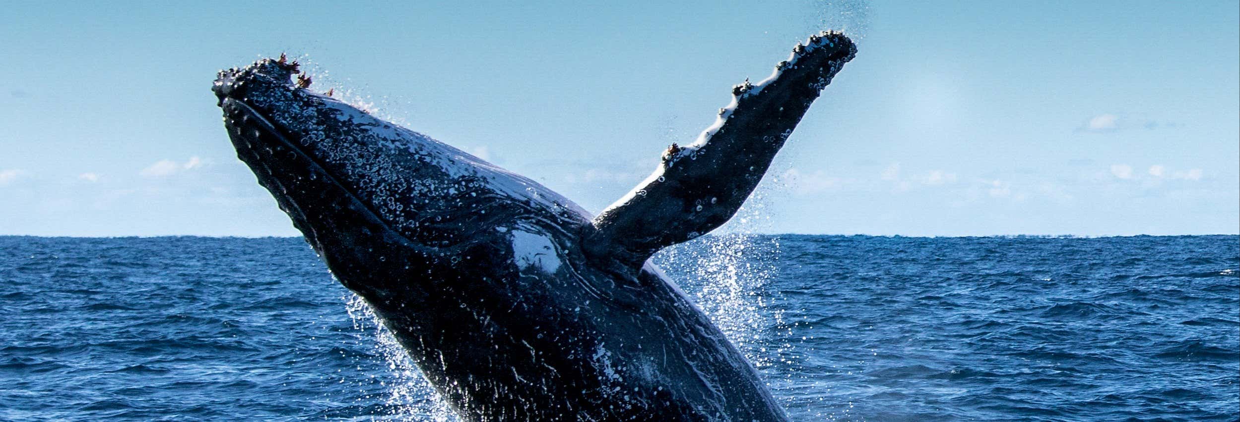 Avvistamento di balene a Phillip Island