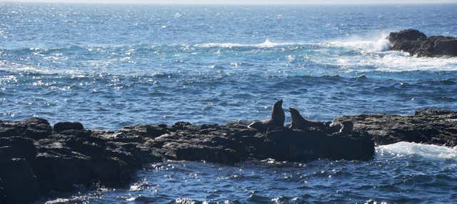 Avvistamento di leoni marini