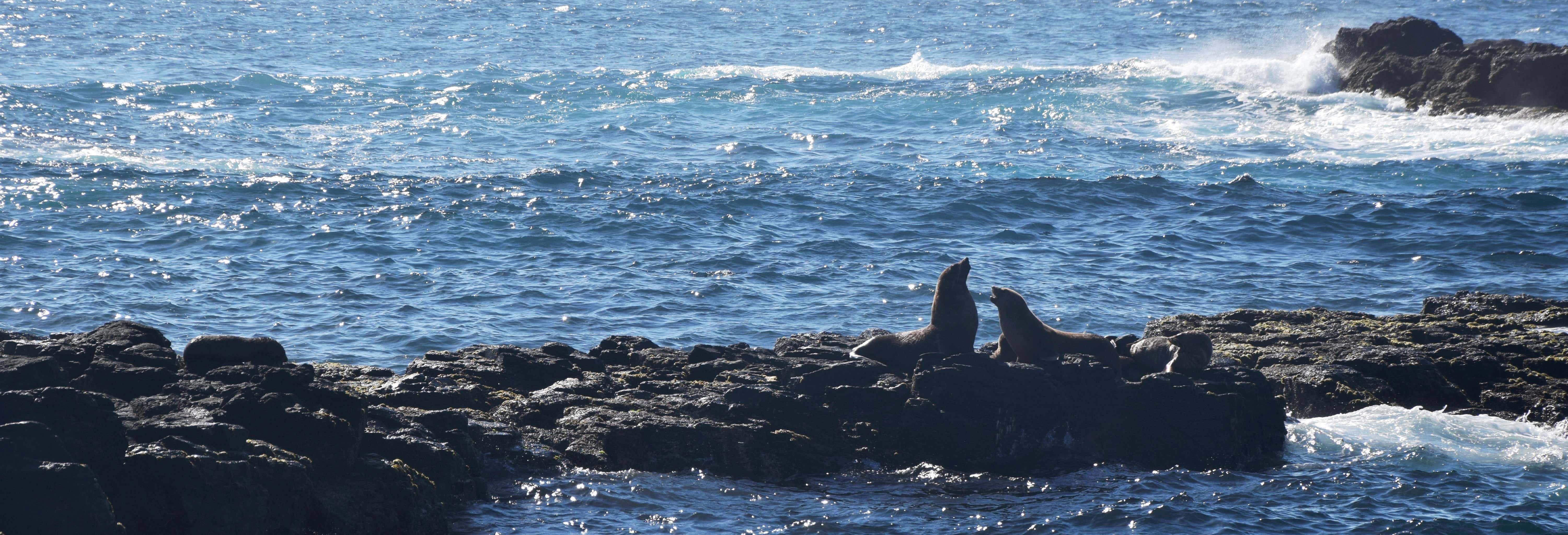 Phillip Island Seal Cruise