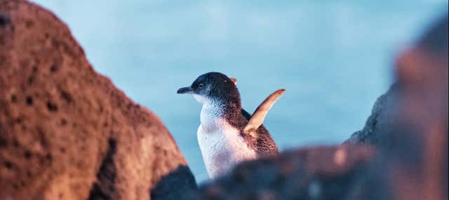 Parata dei pinguini a Phillip Island