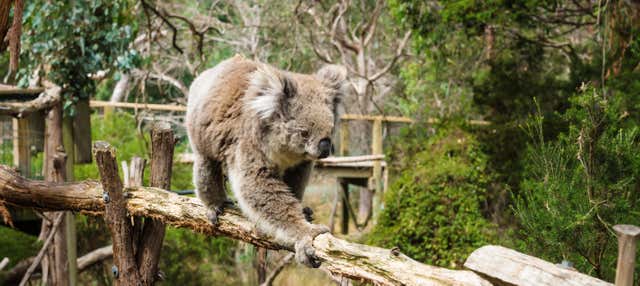 Biglietti per Phillip Island Nature Park
