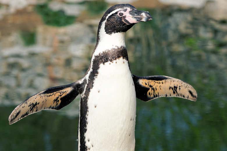 Penguin Parade at Phillip Island