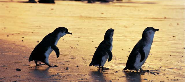 Escursione privata a Phillip Island