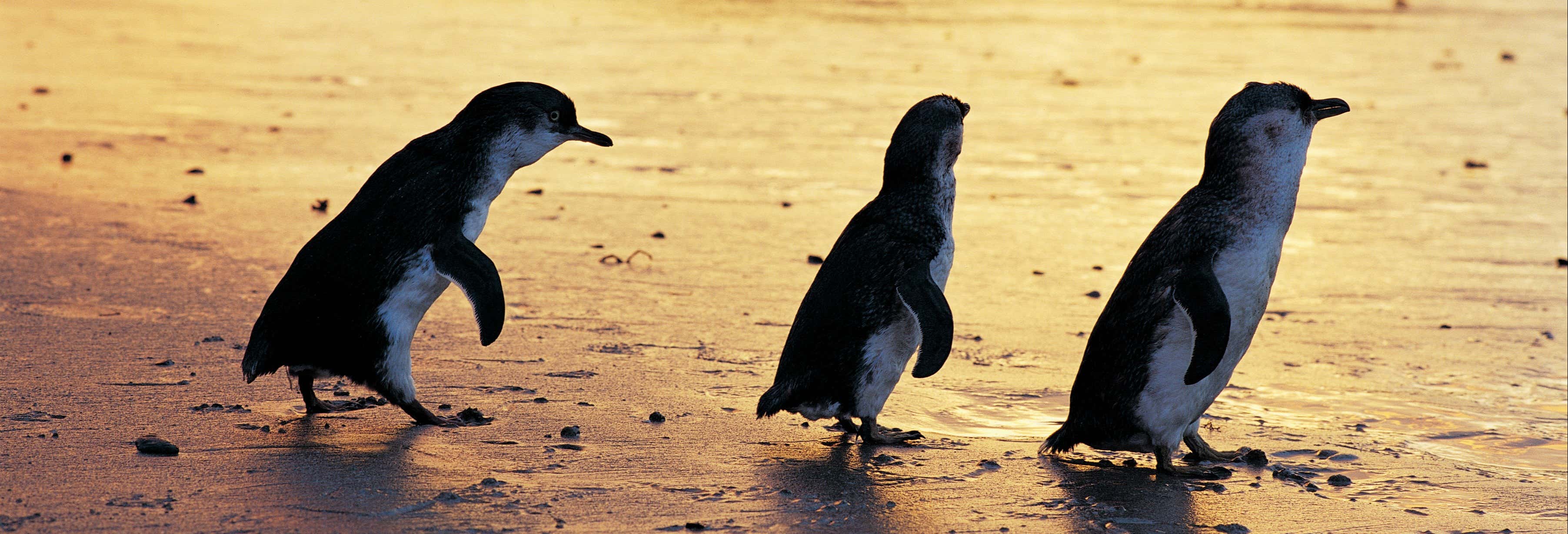 Escursione privata a Phillip Island