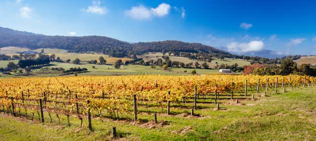 Tour della regione vinicola di Yarra Valley