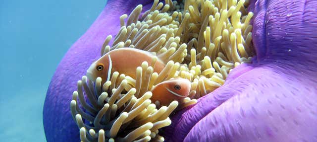 Snorkeling alla Grande Barriera Corallina