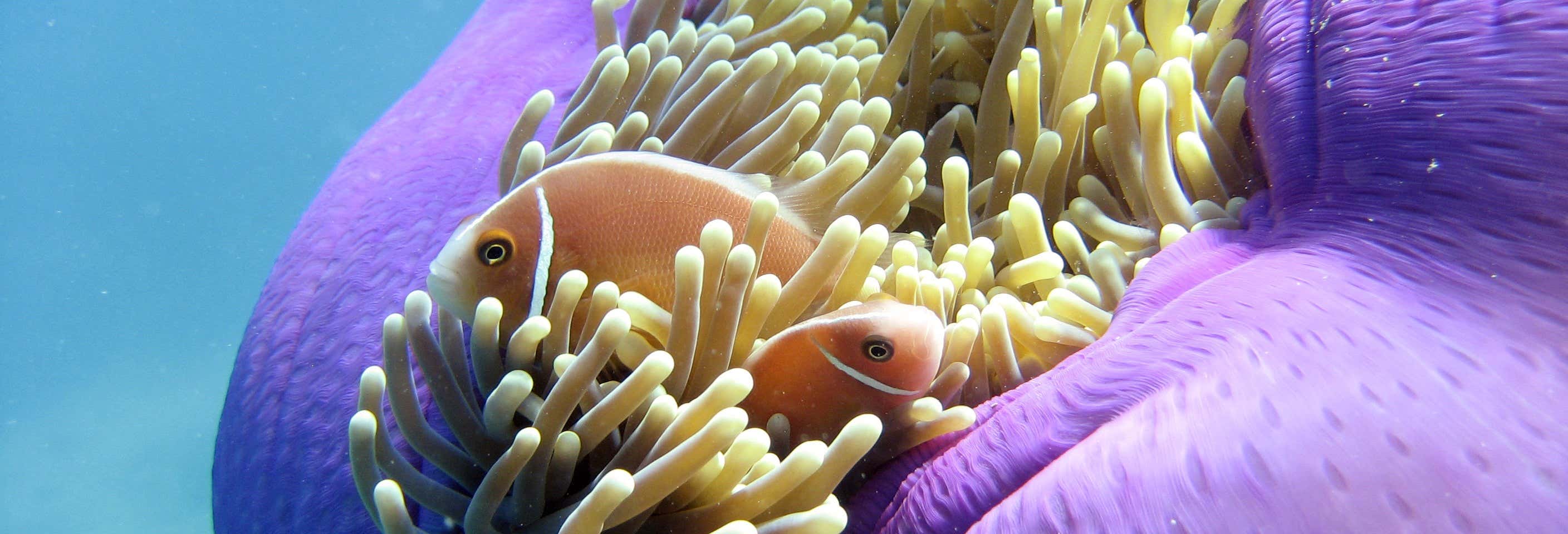 Great Barrier Reef Snorkelling Activity