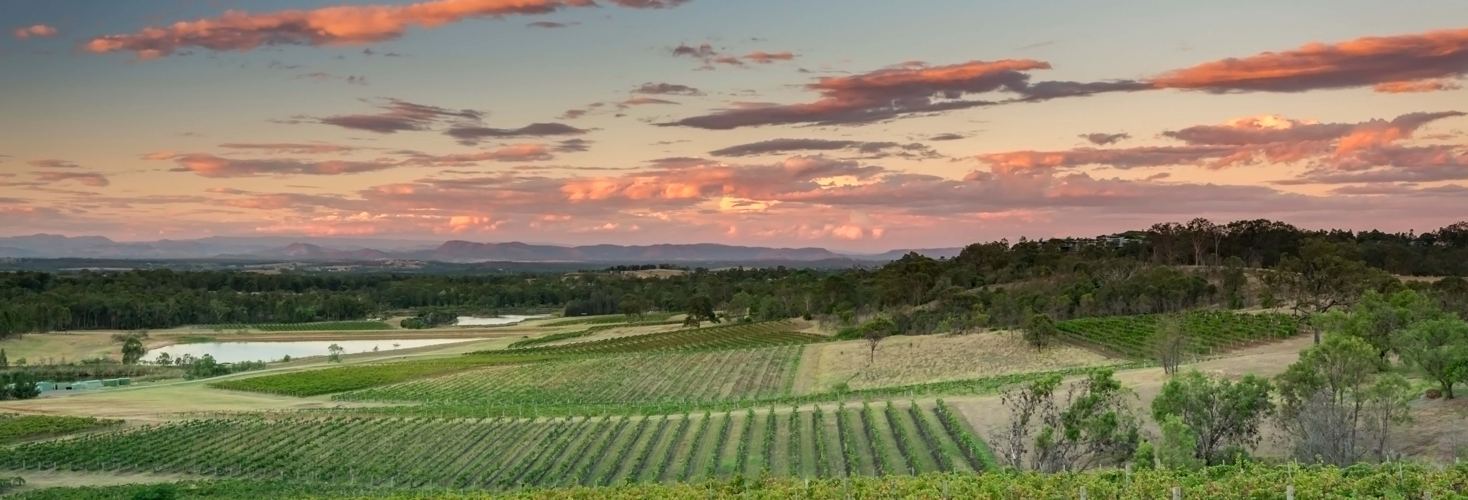 Tour dei vigneti e delle cantine della Hunter Valley