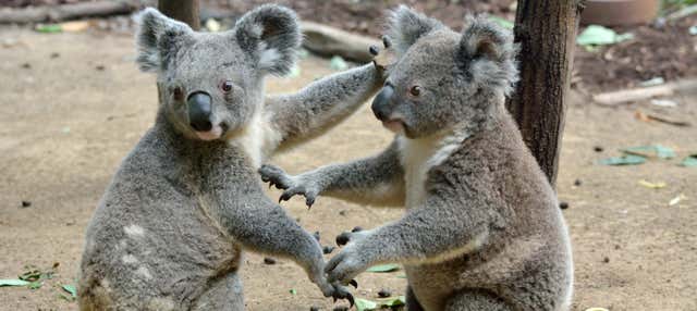 Escursione all'Australia Zoo 
