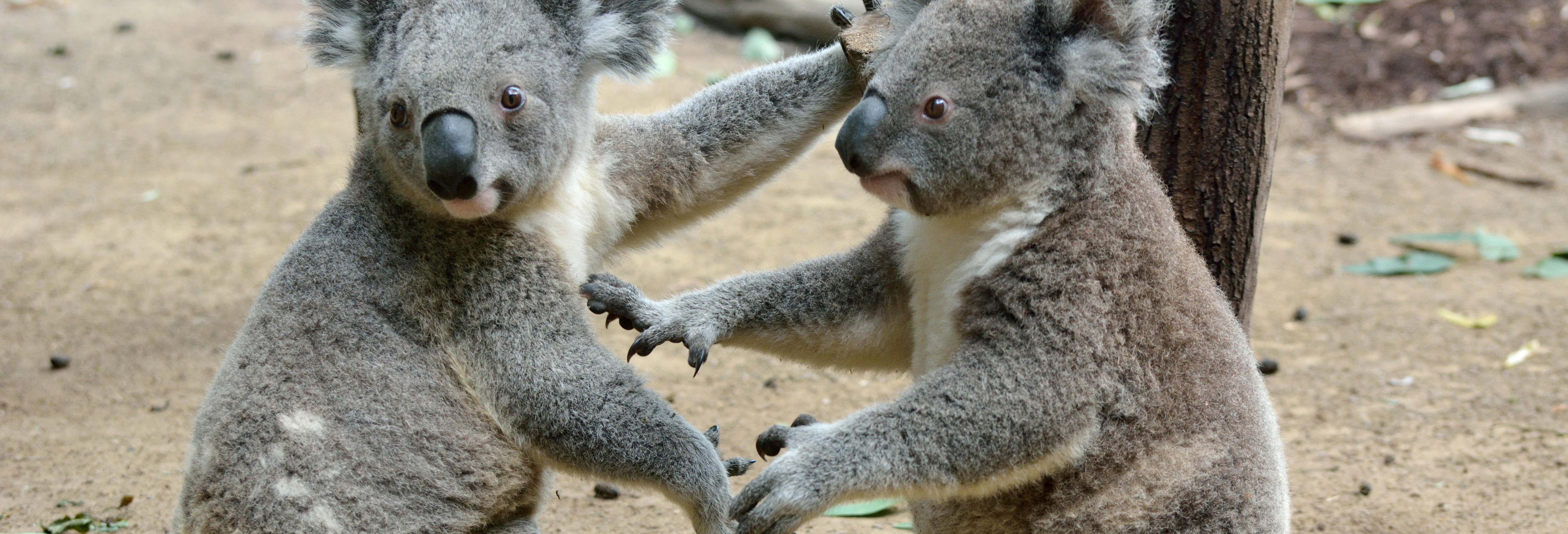 Australia Zoo Tour