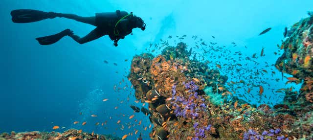 Immersione nella grande barriera corallina
