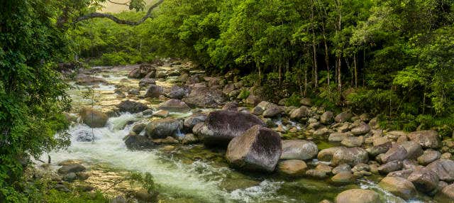 Excursión a Daintree y Cooya Beach