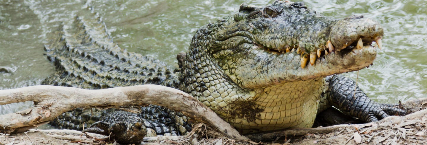 Hartley’s Crocodile Adventures Day Trip