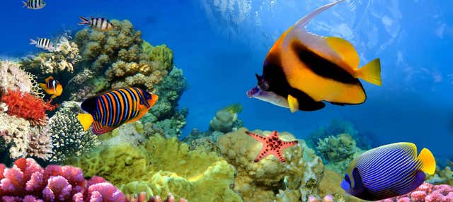 Snorkeling nella Grande Barriera Corallina