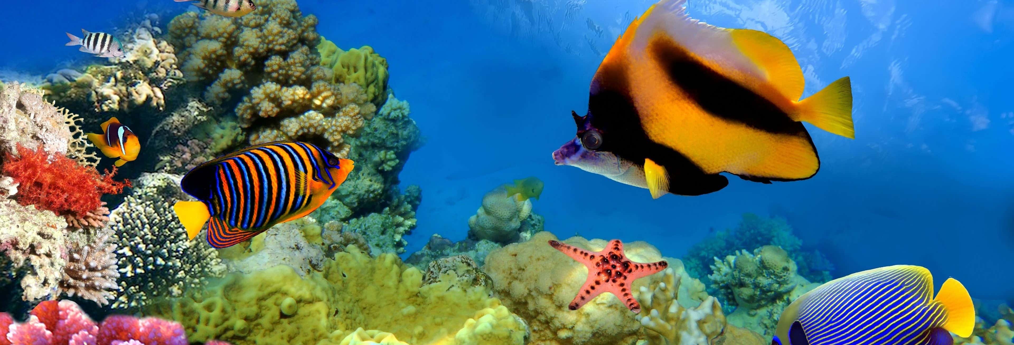 Snorkeling nella Grande Barriera Corallina