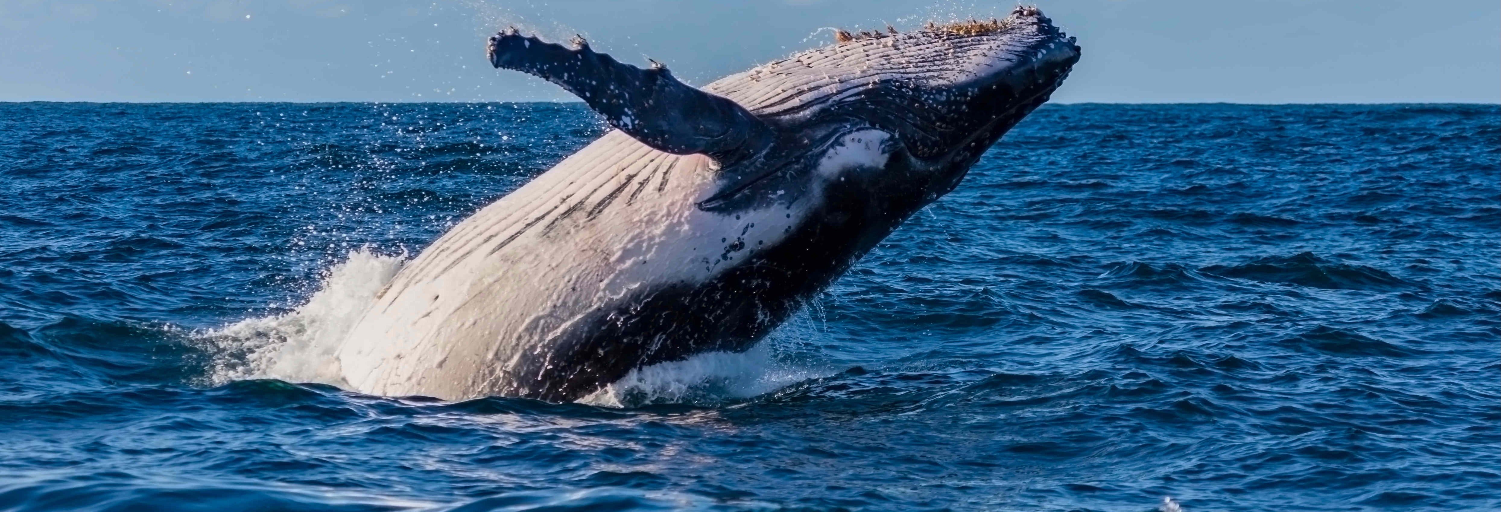 Avistamento de baleias em Sydney