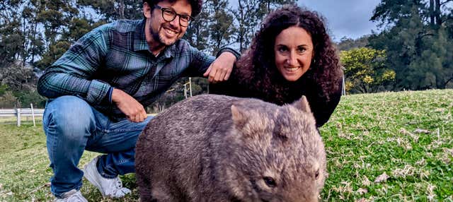 Avvistamento di canguri e wombat nelle Southern Highlands + Fitzroy Falls