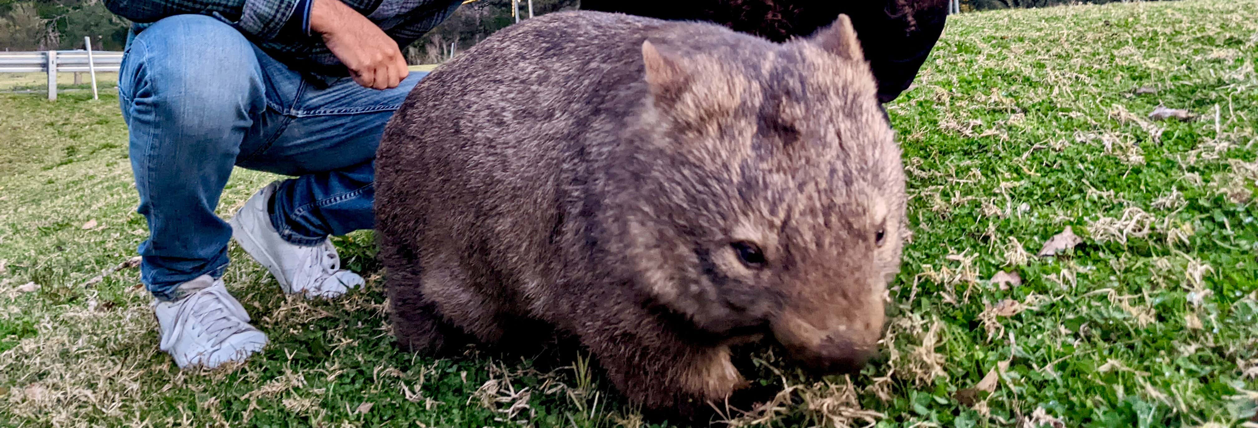 Avvistamento di canguri e wombat nelle Southern Highlands + Fitzroy Falls