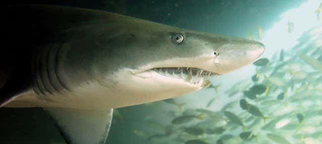 Immersione con gli squali a Bushrangers Bay