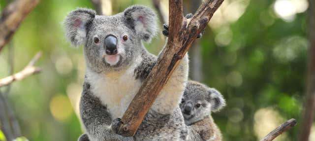 Biglietti per lo Zoo Taronga