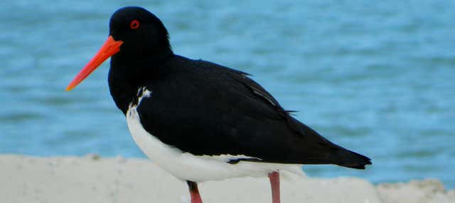 Giro in barca e birdwatching