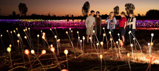 Field of Light al amanecer