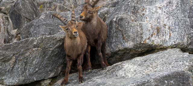Biglietti per lo Zoo Alpino e funicolare Innsbruck-Hungerburg