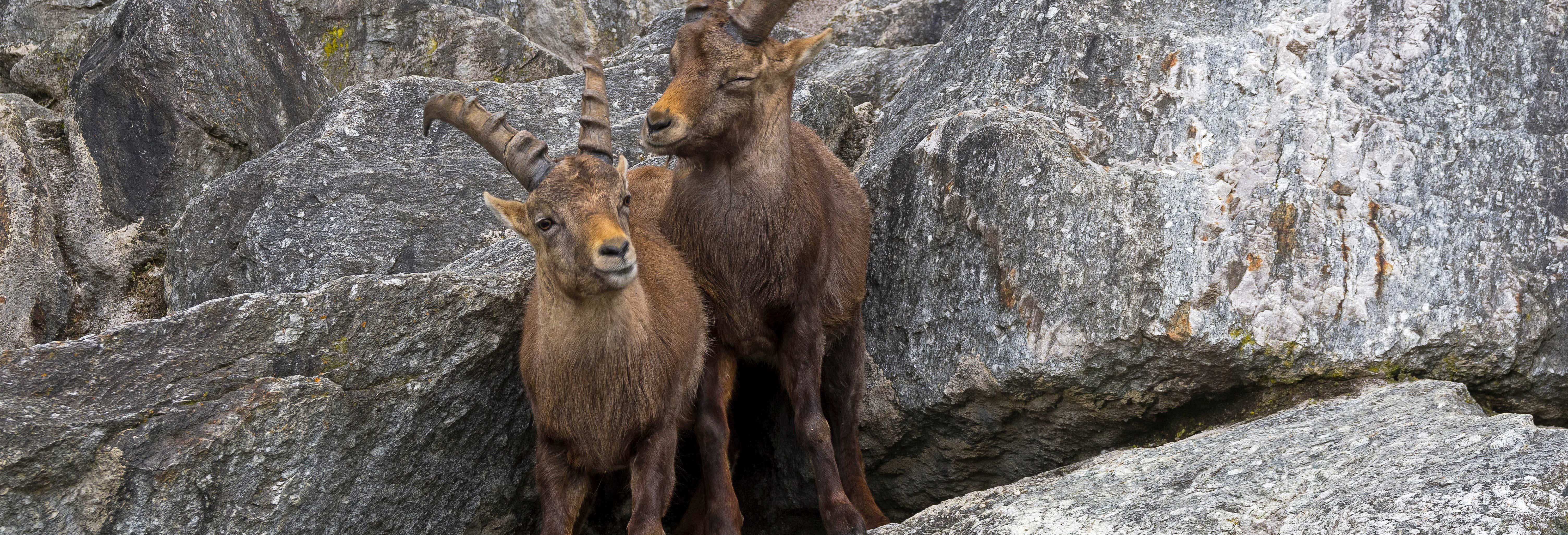 Alpenzoo Entrance Ticket + Innsbruck Cable Car