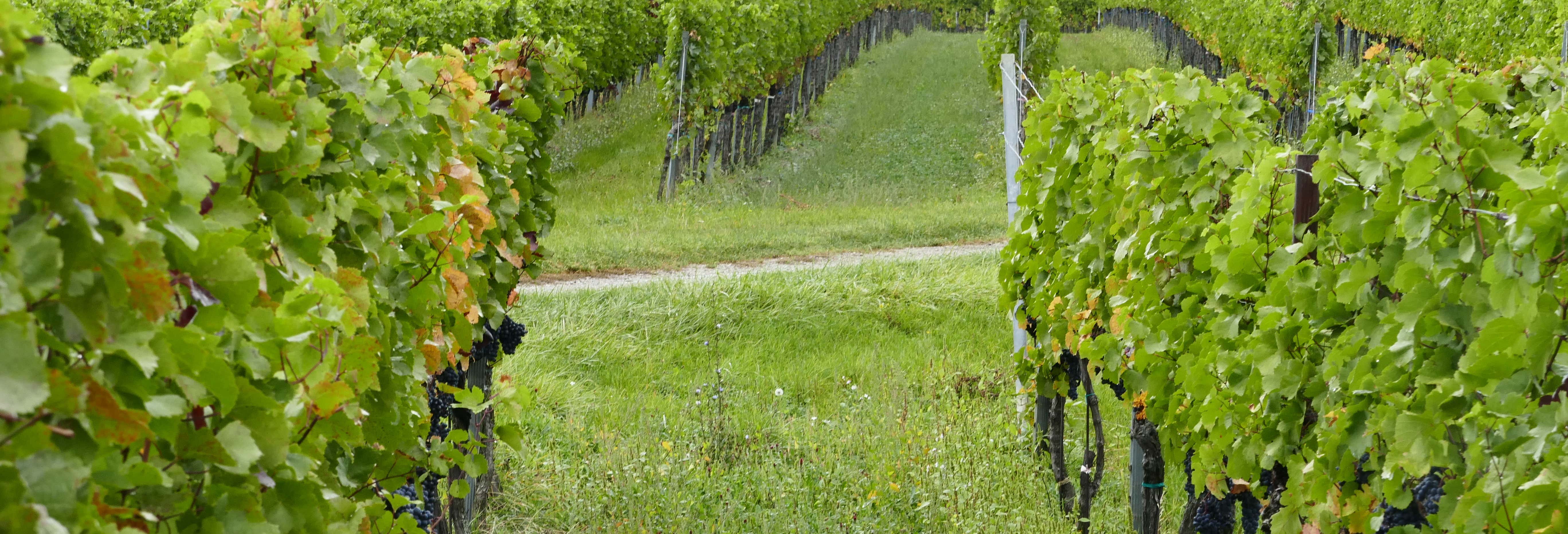 Wine Tour Through the Vienna Woods