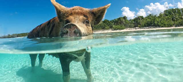 Escursione a Pig Beach