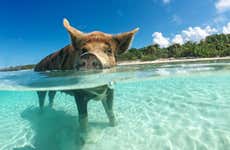 Pig Island Tour