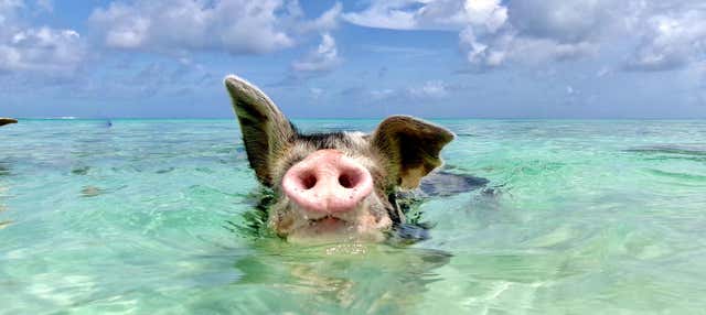 Escursione a Rose Island con avvistamento di maiali