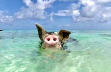 Rose Island Day Trip + Pig Spotting