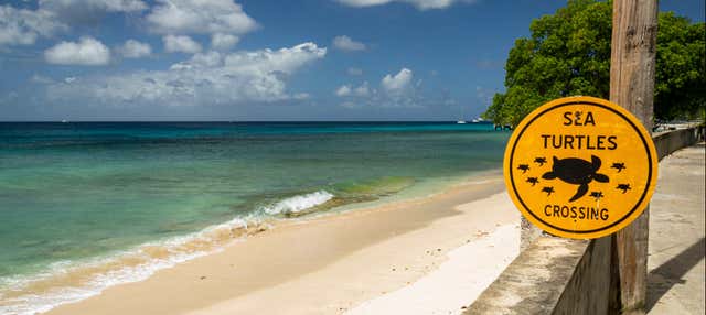 Visita guidata di Speightstown