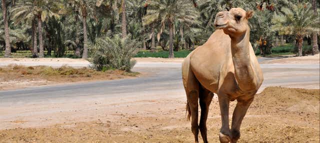Escursione nel deserto del Sakhir