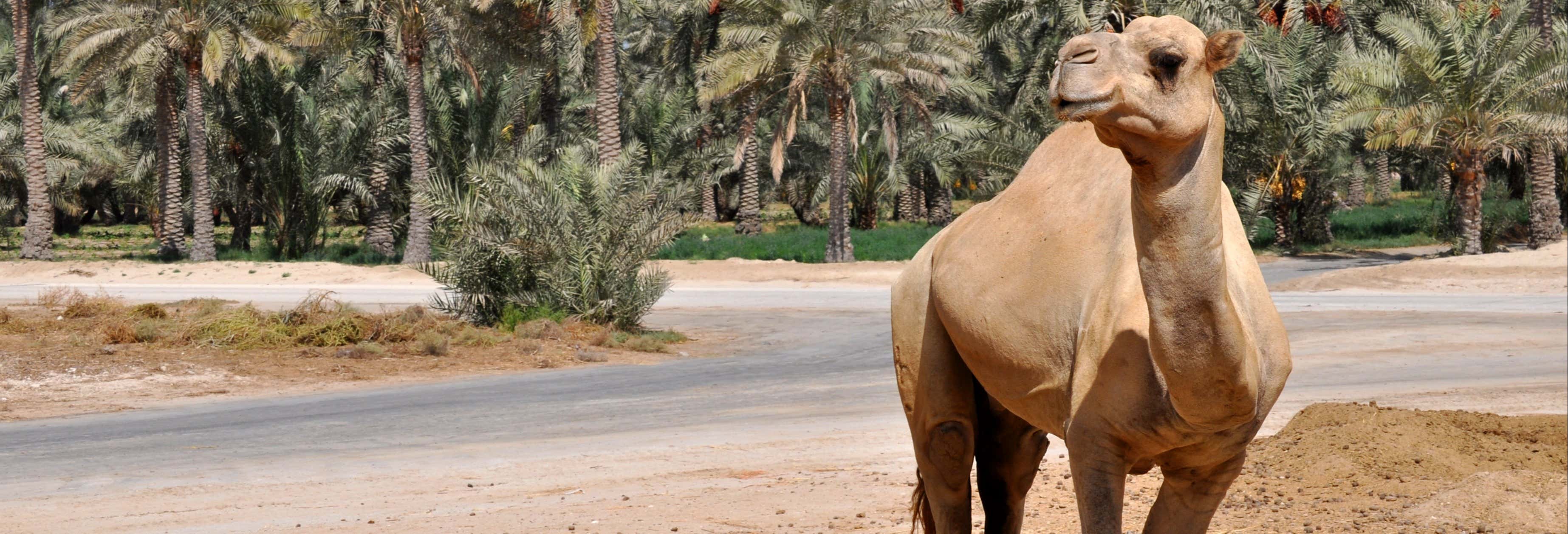 Sakhir Desert Excursion