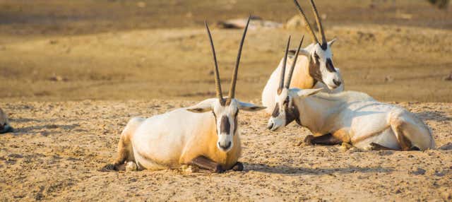 Escursione privata nel deserto del Sakhir