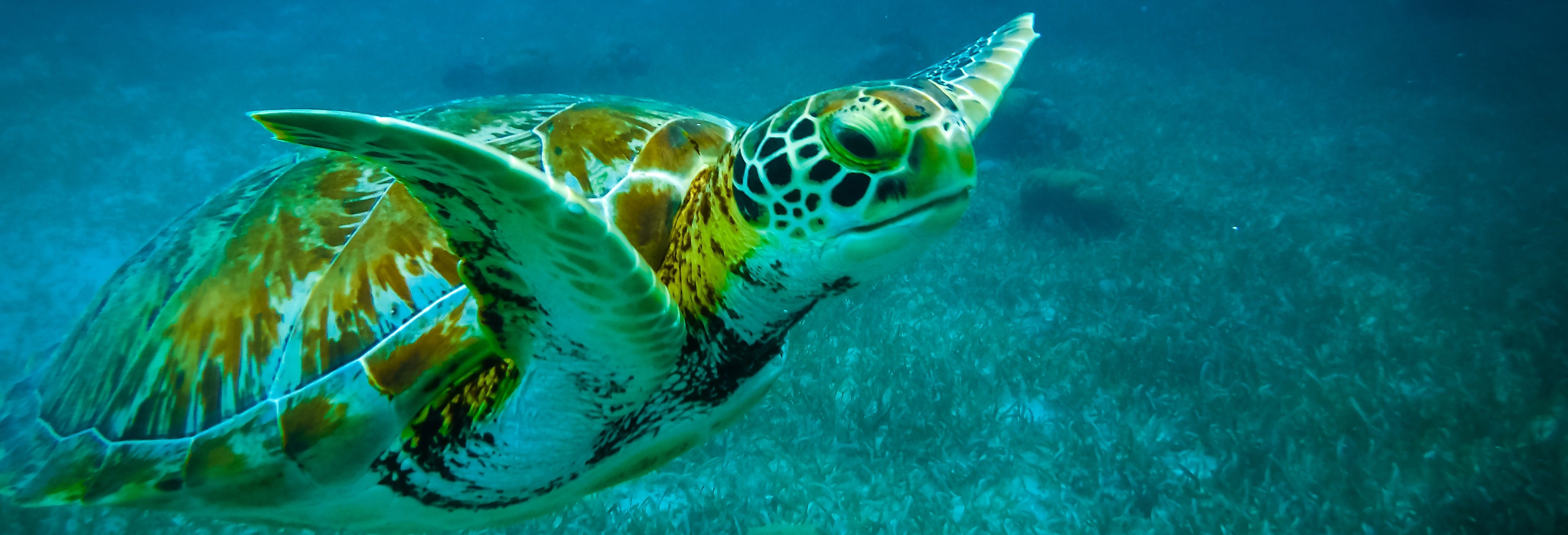 Snorkelling in Caye Caulker