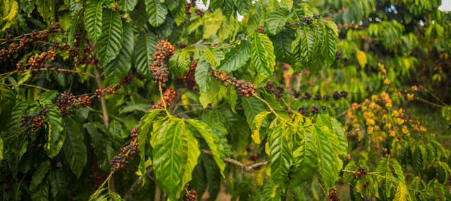 Tour del caffè a Coroico