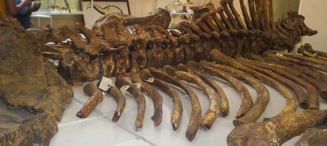 Museo Paleontologico e Archeologico + Valle dei Giganti