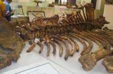 Tarija Paleontological & Archaeological Museum Tour