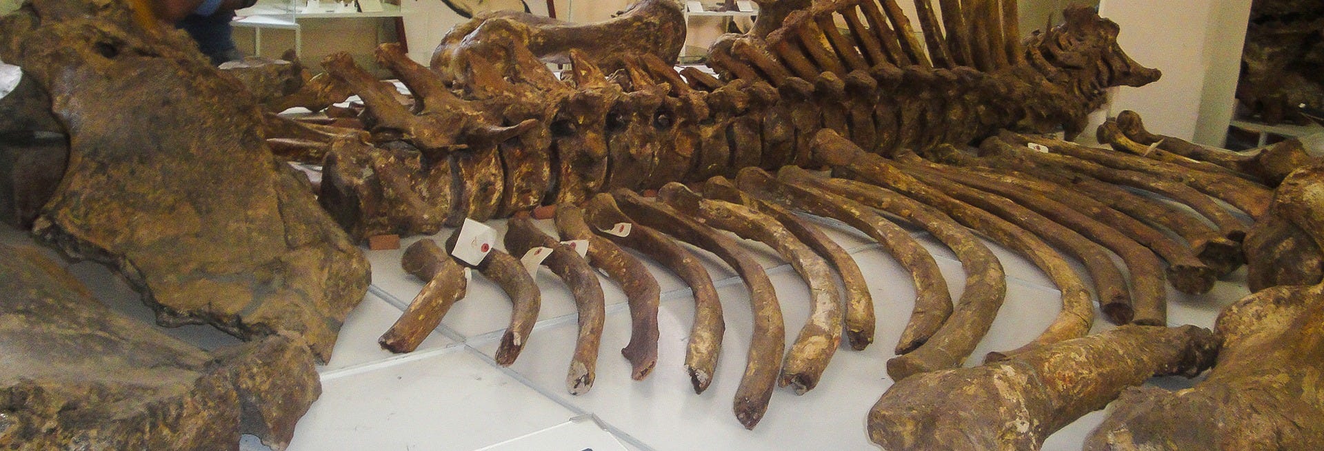 Tarija Paleontological & Archaeological Museum Tour