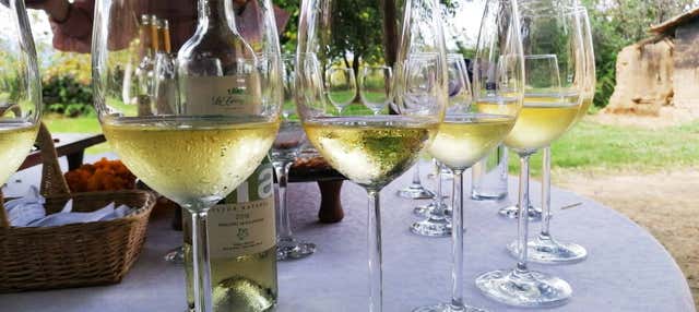 Tour delle cantine della valle della Concepción 