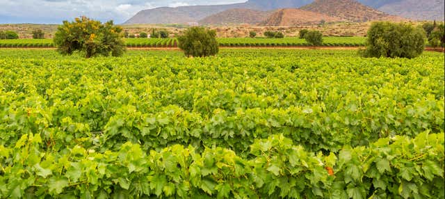 Tour del vino di Tarija