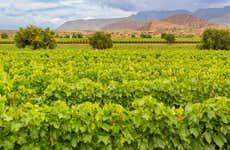 Tarija Wine Tour