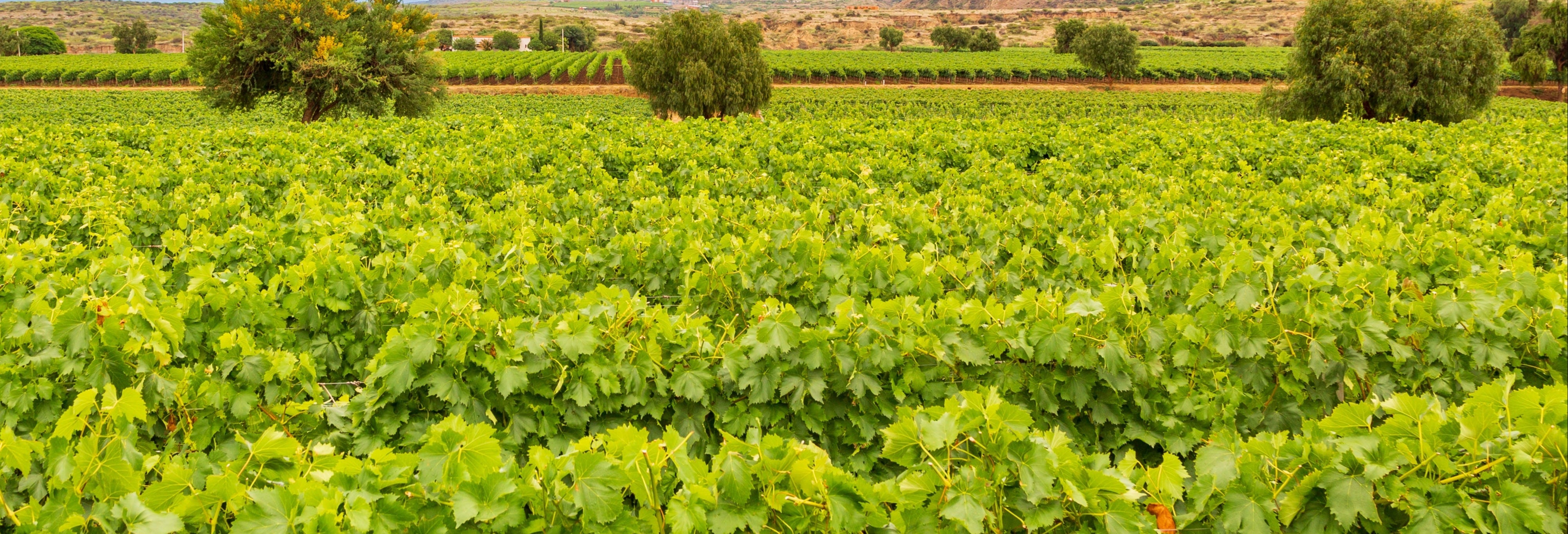 Tarija Wine Tour