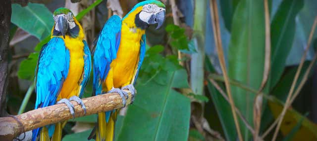 Birdwatching a Gran Mojos