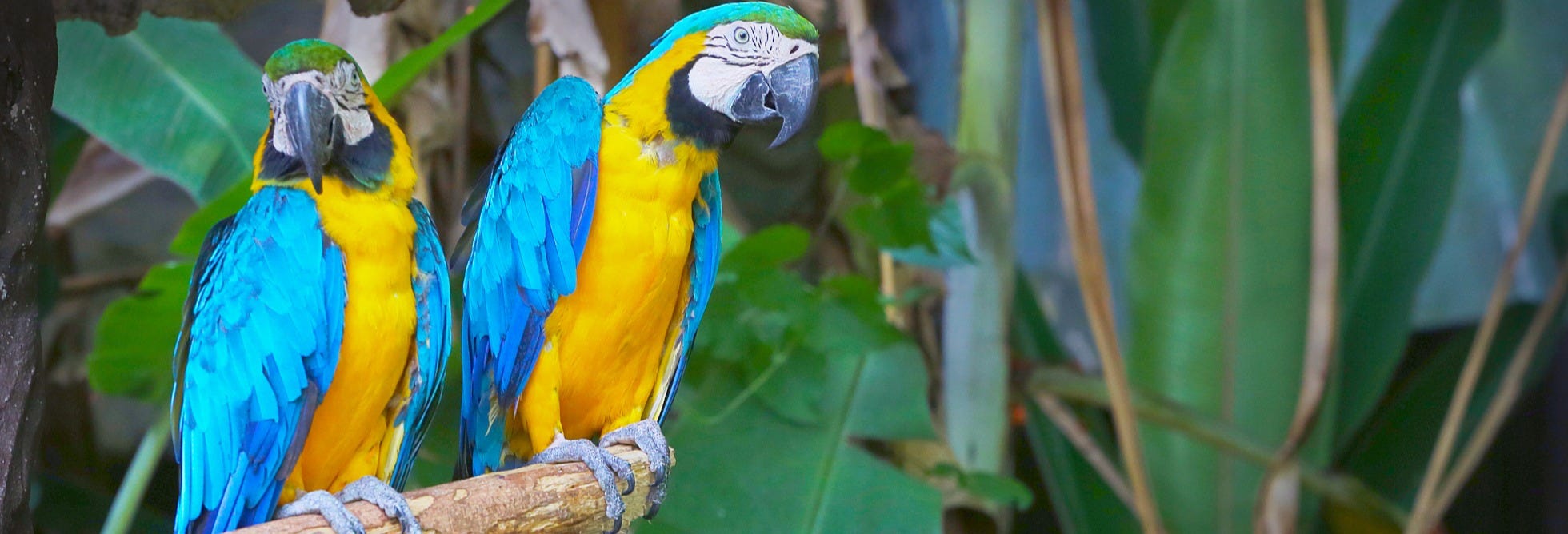 Gran Mojos Birdwatching Activity