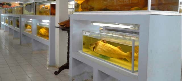 Visita guiada por el Museo Ictícola del Beni